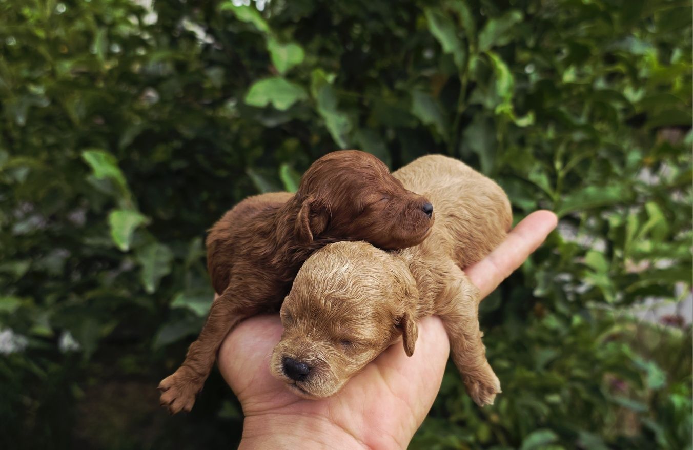 Bichpoo  maltipoo f1b piesek