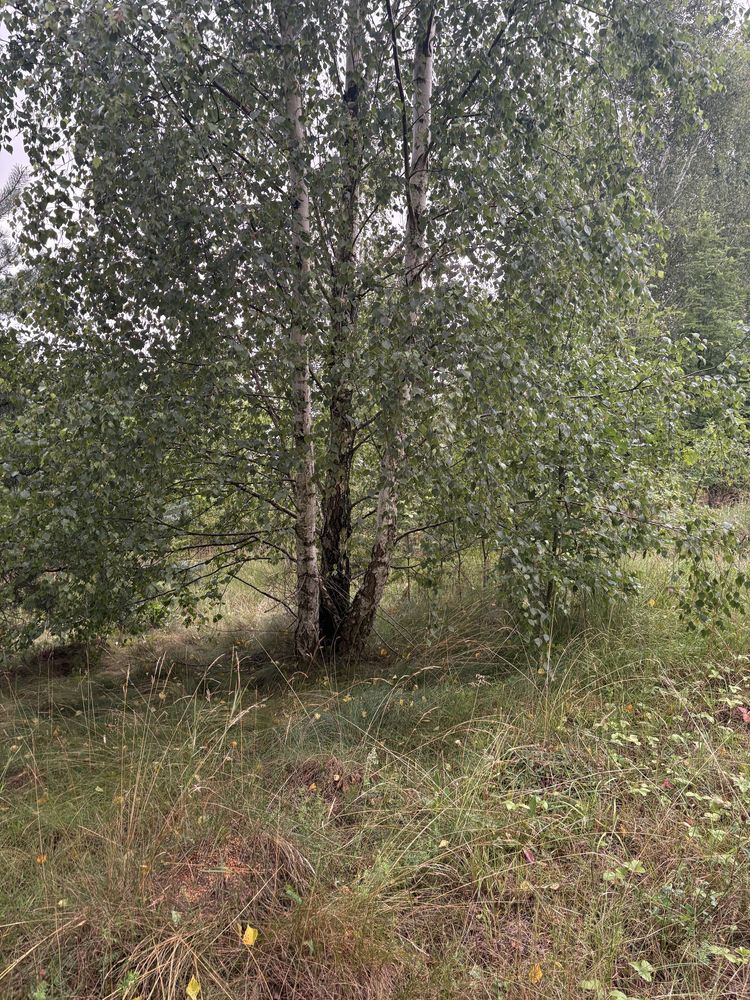 Dzialka rekraacyjna Wielki Podleś .Kaszuby