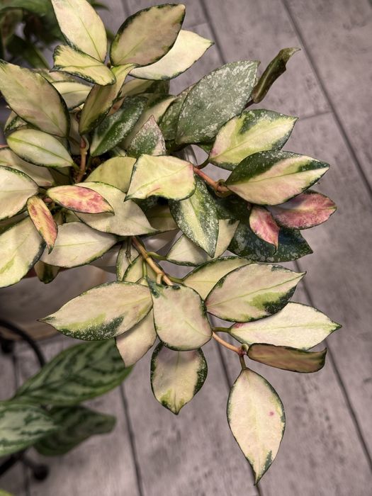 Хойя Nabawanensis variegated, Aff. Lambii, Lata Iskandar clon A