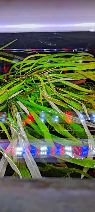 Hygrophila Salicifolia