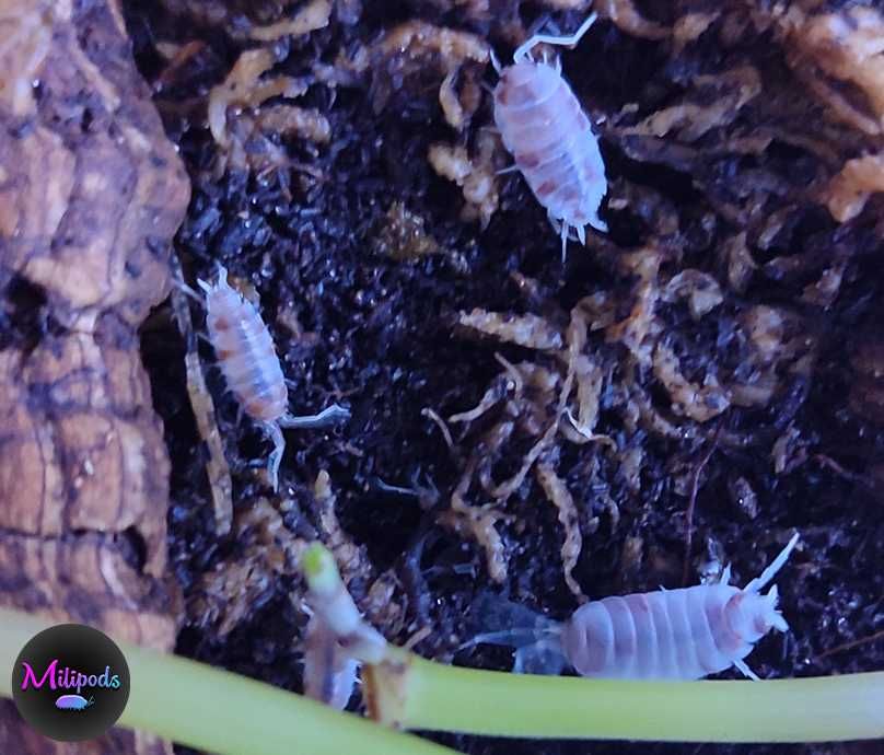 Isopods (Bicho-da-conta)