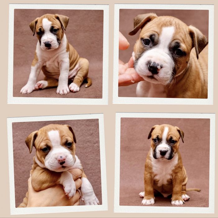 Официальный питомник американских стаффордширских терьеров КСУ