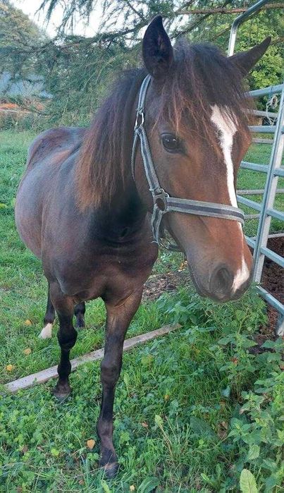 Roczna klaczka welsh part bred 145 cm