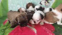 Shih Tzu piesek z rodowodem SWKIPR