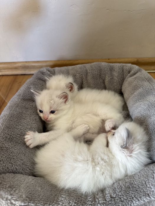 Ragdoll kocięta z domowej hodowli – rodowód FPL, zachipowane.