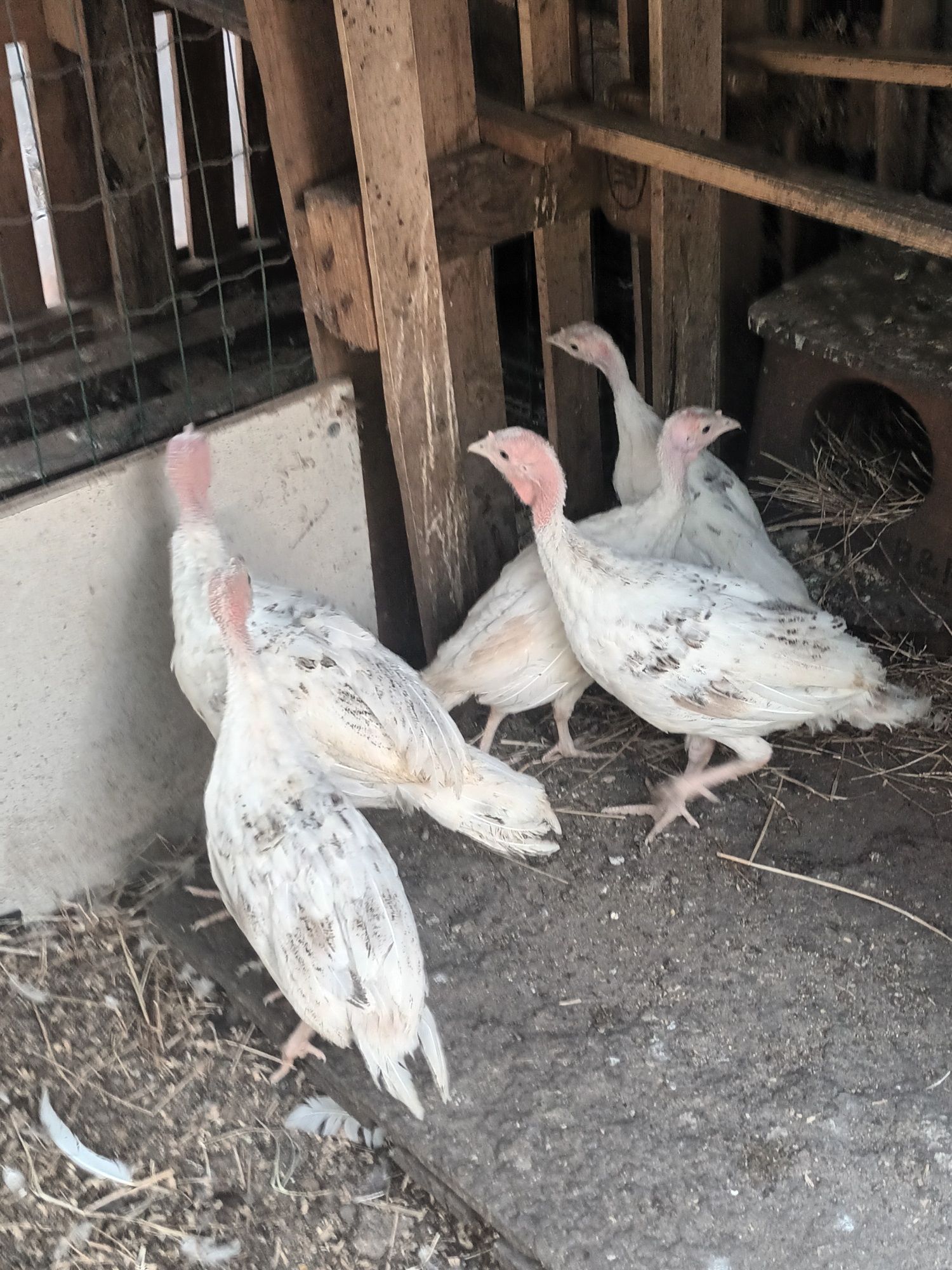 Patos pintos perus e casal de amarela