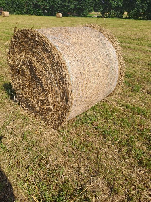 słoma 120/120 tego roczna