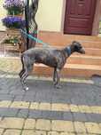 Chart angielski whippet pies