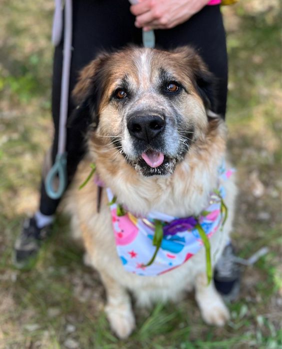 Berry w typie bernardyna szuka domu, adoptuj ze schroniska.