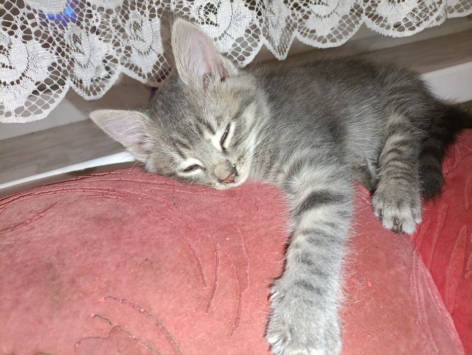 Безкоштовно віддам кошеня