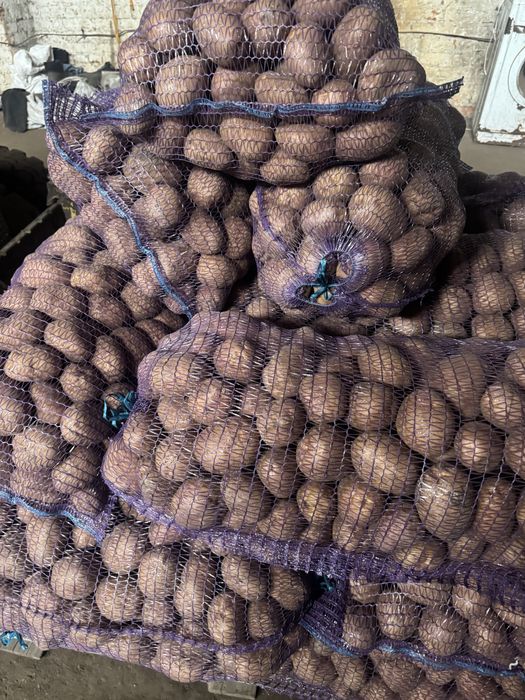 Картопля гранада белароса  мелоді опт