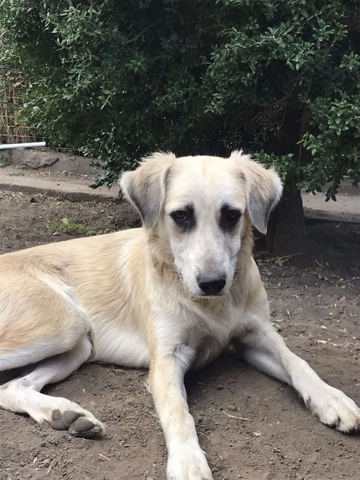 Отдам даром в добрые руки собаку метис лабрадора