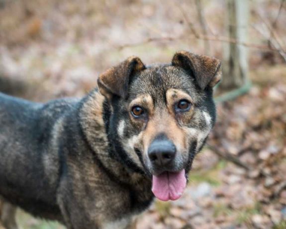 Igor poleca się do adopcji