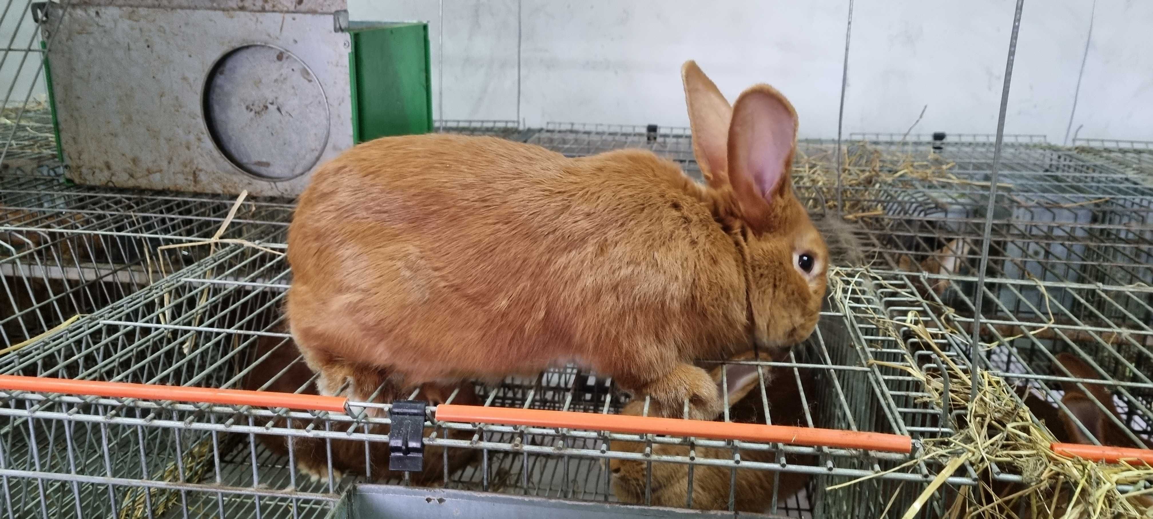 Coelhos Leonardo de Borgonha