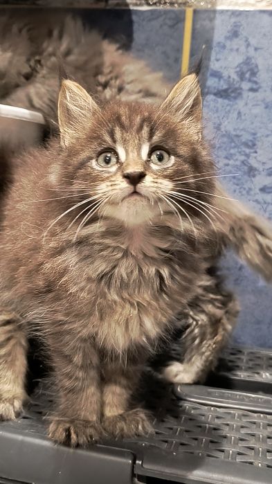Maine coon-kocurek