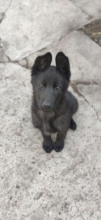 Німецька вівчарка