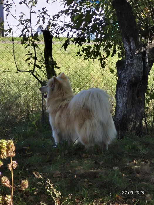 Собака Отдам в хорошие руки