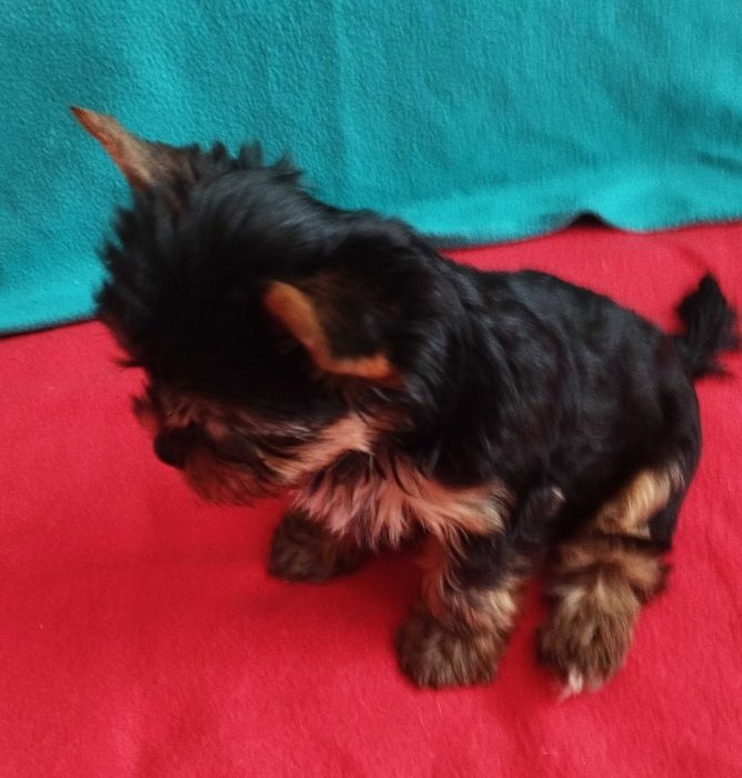 Dodo i Dusia  gotowi do zmiany domku