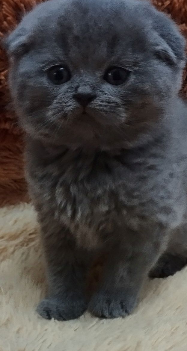 Шотландская скоттиш фолд девочка