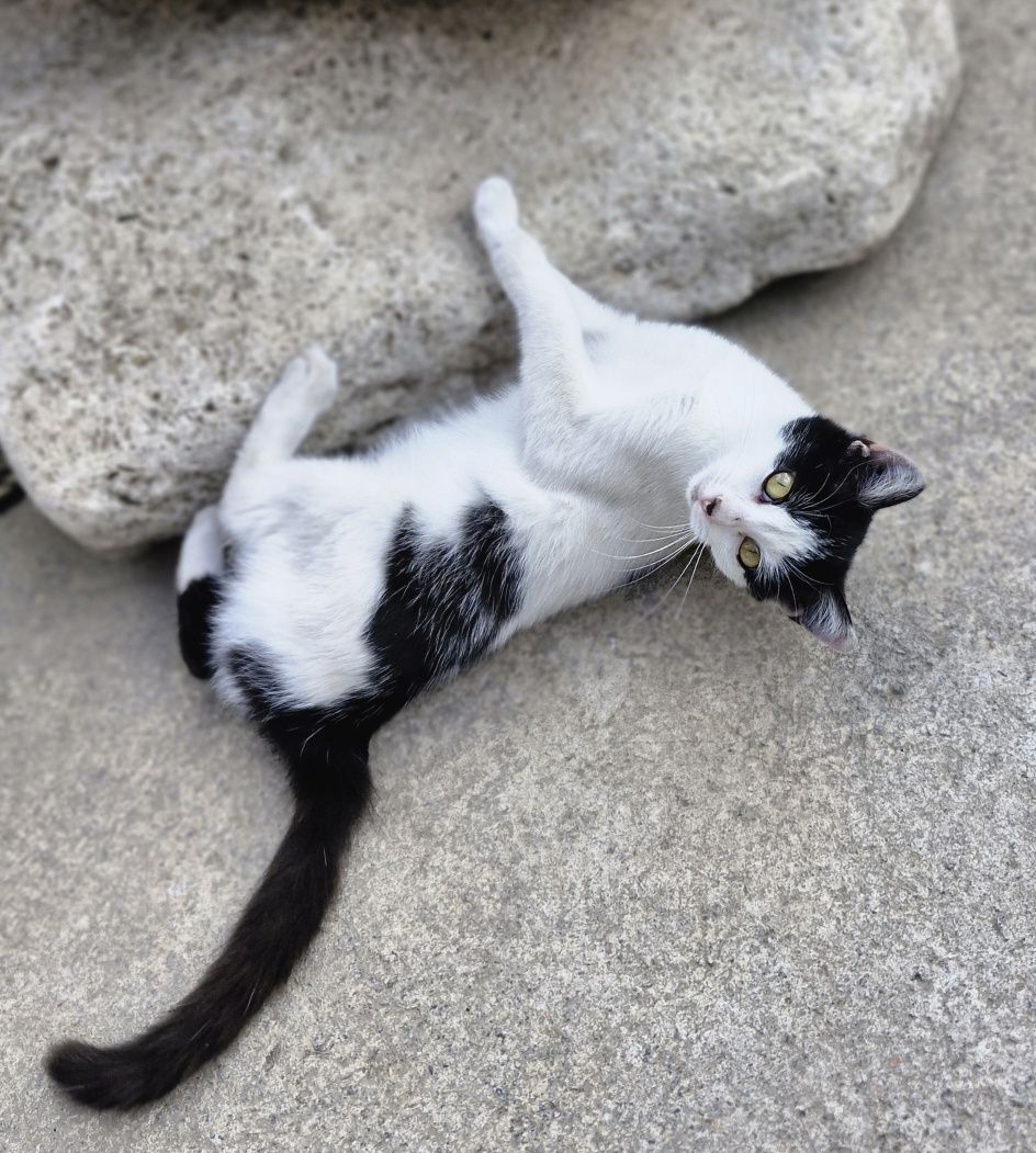 Котята ищут дом.
