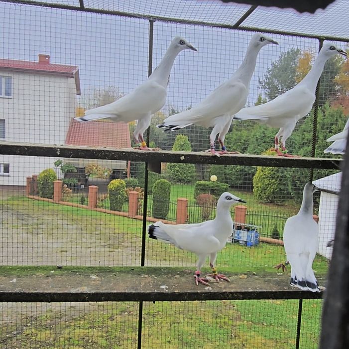 Srebrniaki wysyłam adeno chudnięcie kręciek