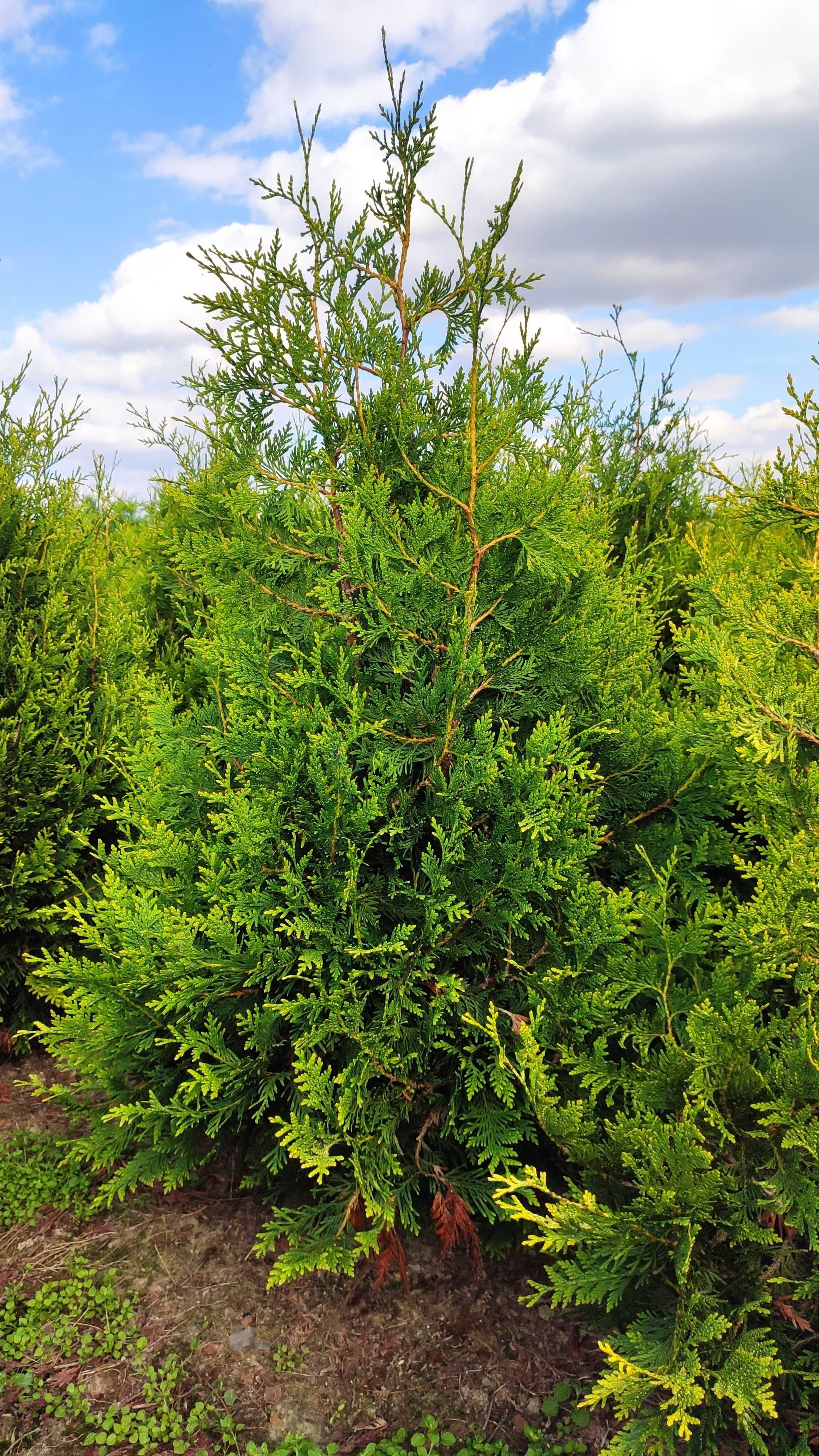 Tuje tuja aureospicata duża 180 cm dowóz