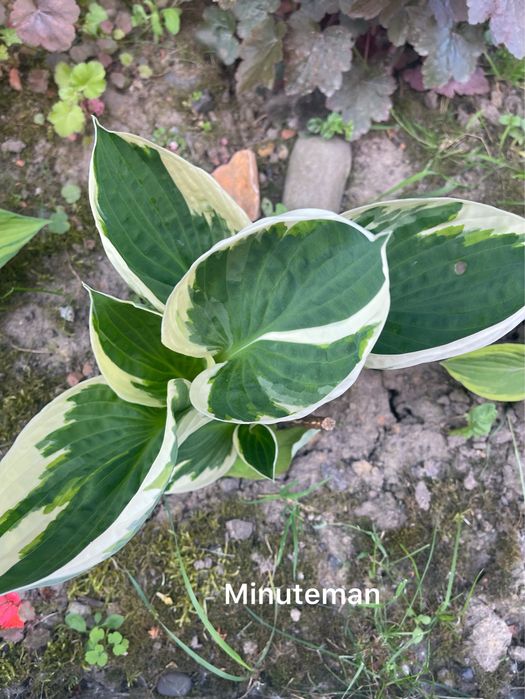 Набір хост сім  видів