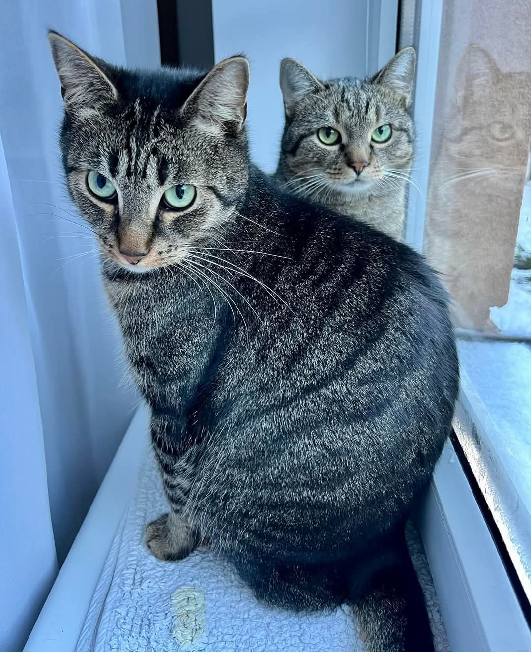 Kocie buraski Jeremiś i Arielka do adopcji