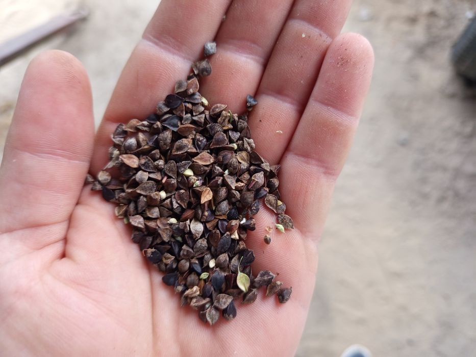 Gryka reczka zbiór 2025