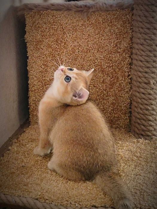 Золота шиншила. Британське кошеня