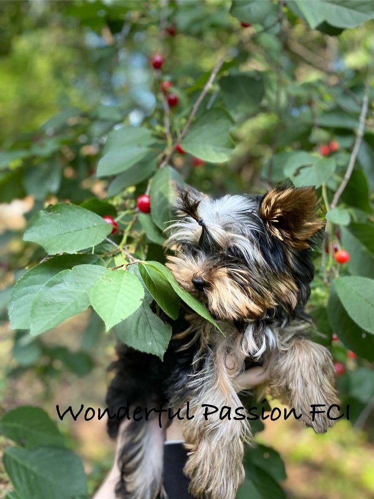 York, Yorkshire terrier FCI ZKwP