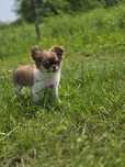 Piesek długowłosy chihuahua może już zmienić dom