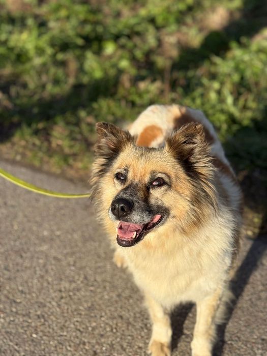 Kochana Idzia szuka domu!