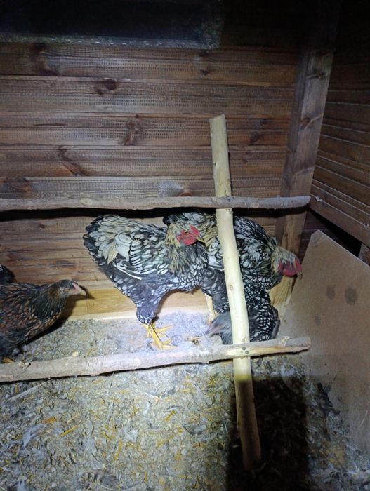 Młody kogut na sprzedaż