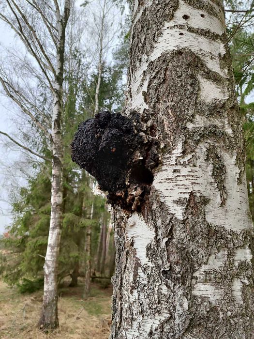 Czaga czyr błyskoporek czarna huba