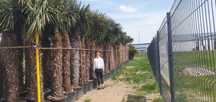 palmy, palma, palma mrozoodporna, trachycarpus fortunei