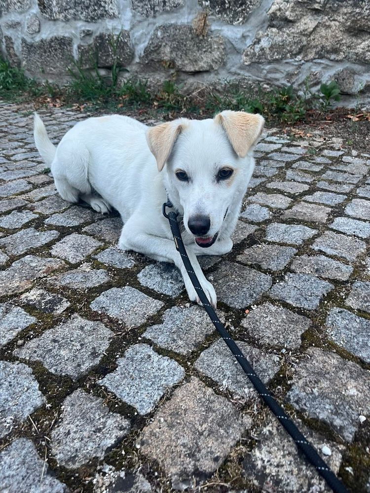 Dou cadela com chip