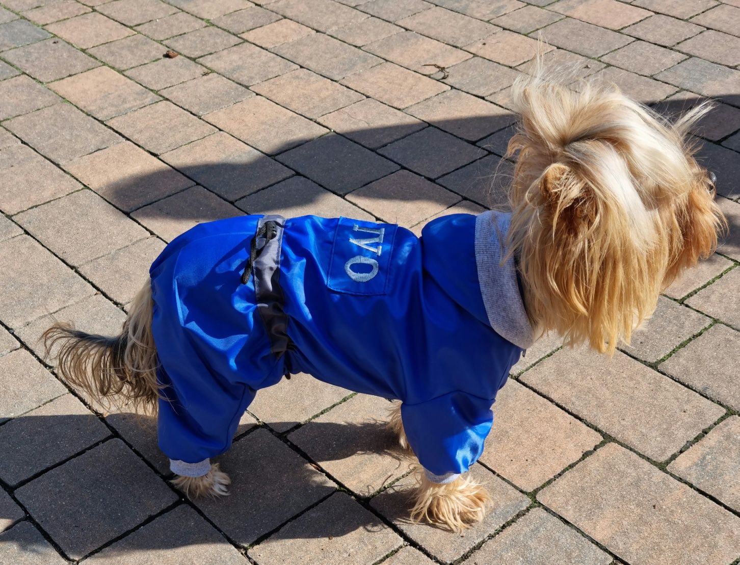 kombinezon nieprzemakalny,jesienny dla york,shihtzu ,jamnik na miare