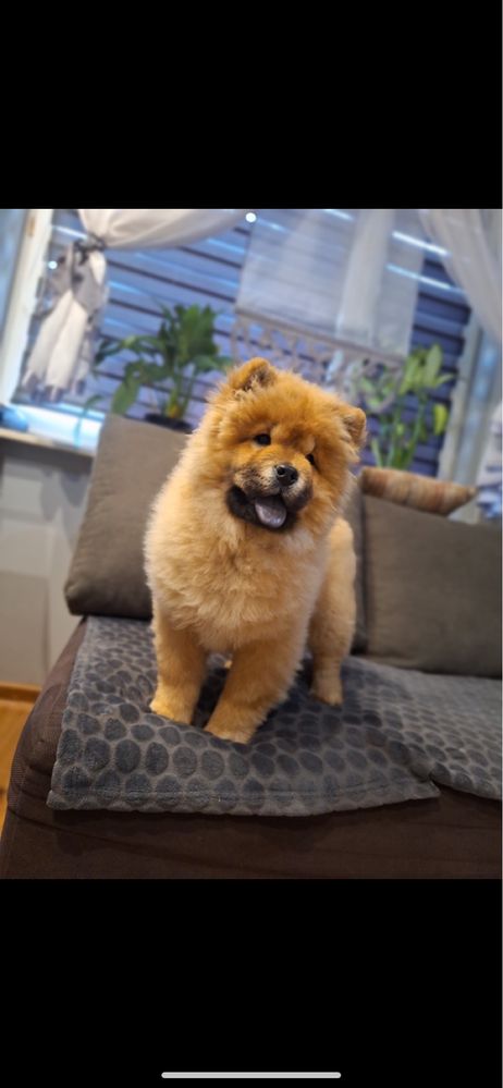 Suczka chow chow !