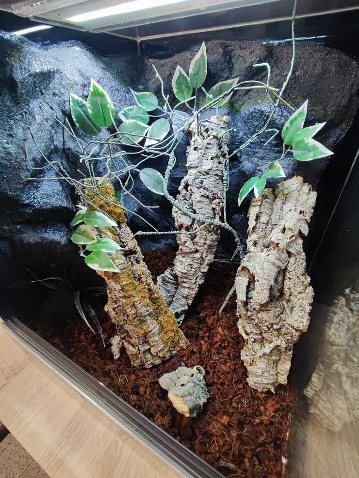 Terrarium szklane nr44 50/50/60 dla gekona drzewołazów żaby DOSTĘPNE