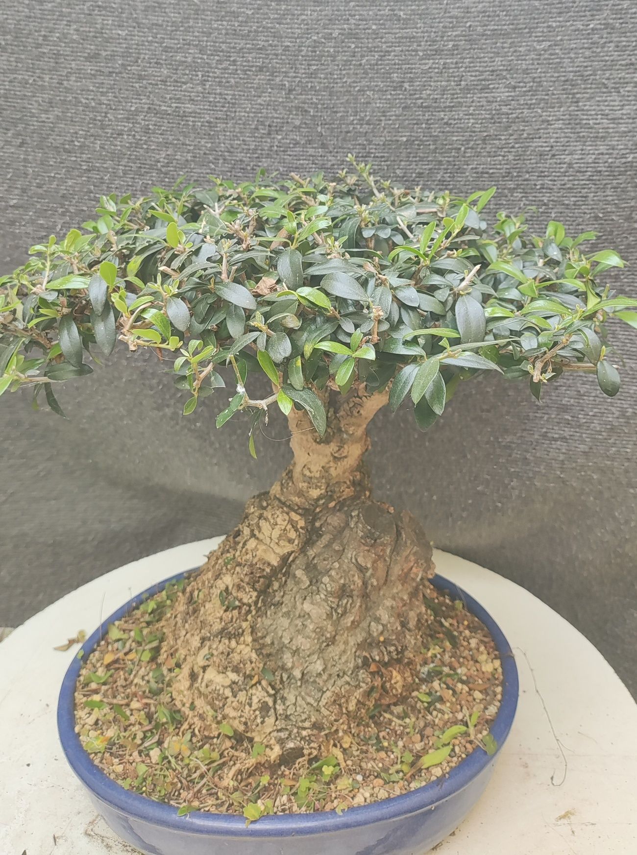 bonsai olea sylvestris