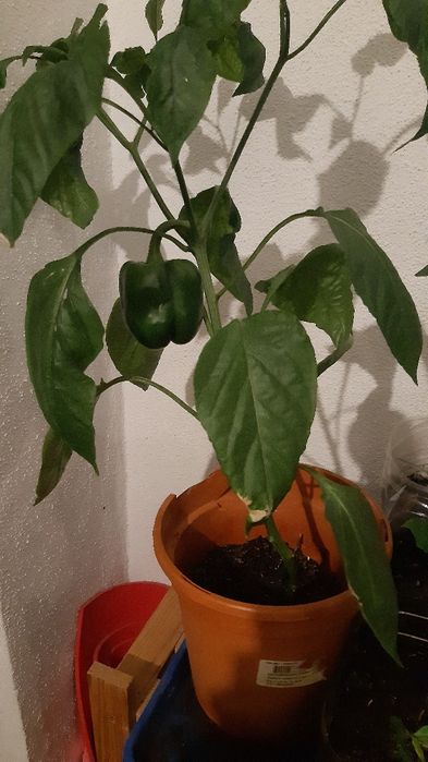 Pimenteiros vareados