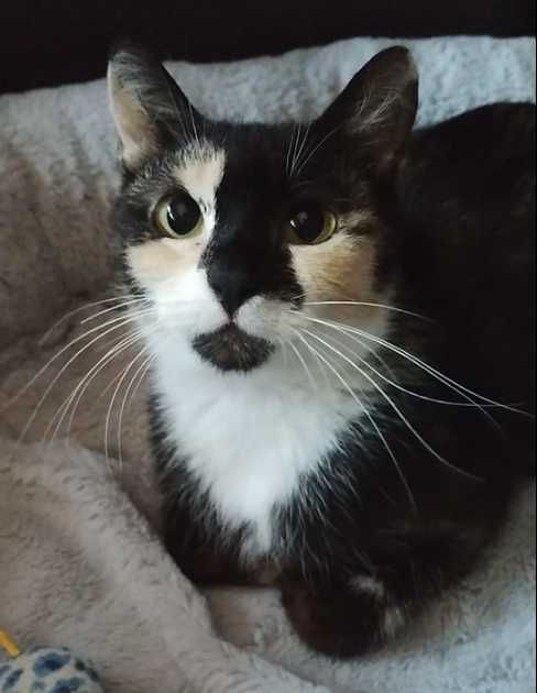 Piękna Izunia poleca się do adopcji;)