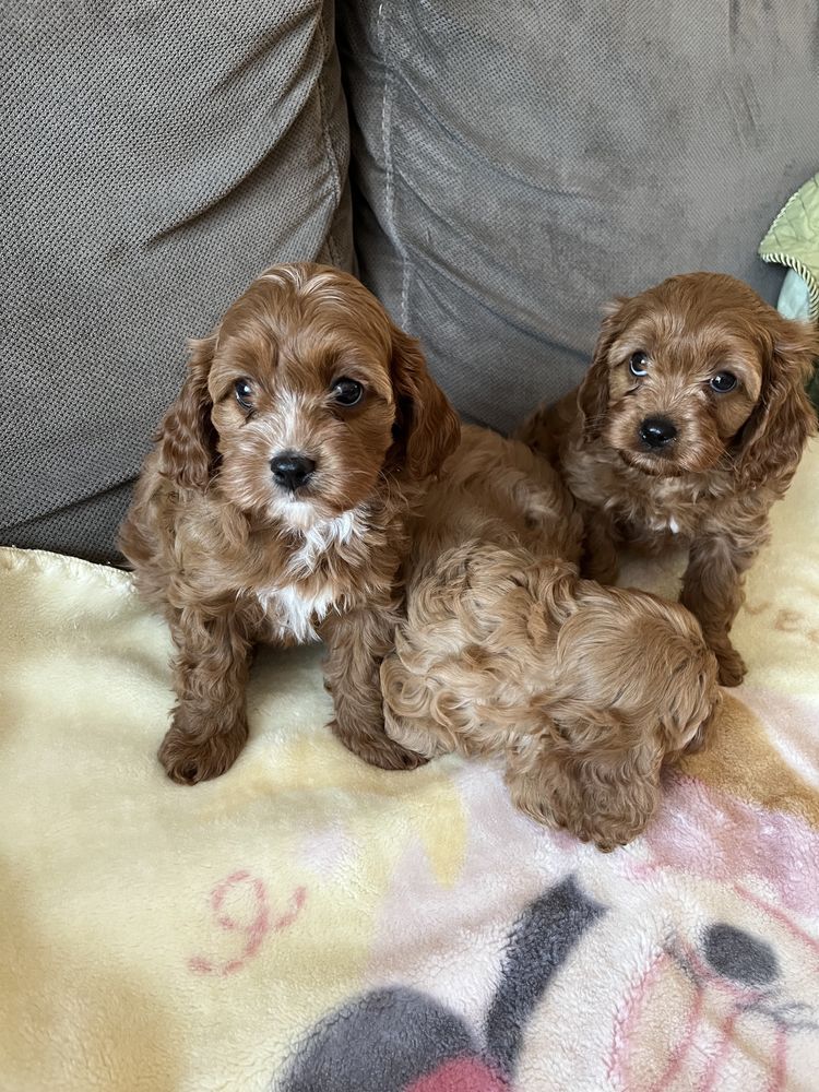 Cavapoo pudel&cavalier juz do odbioru