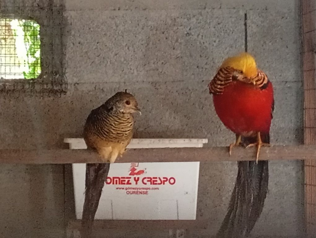 Casais ou trio de Faisões