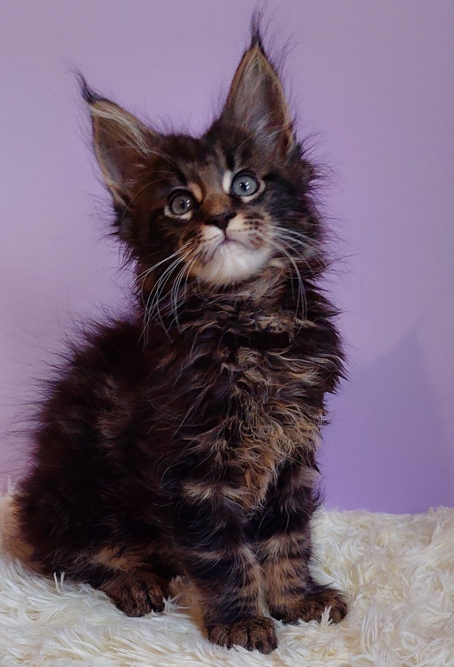 Котики бегемотики из питомника.