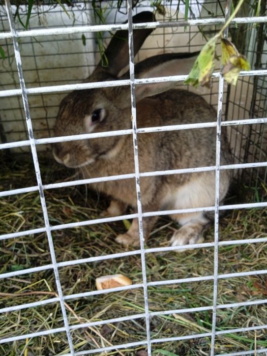 Продам кроликів " як зайці"