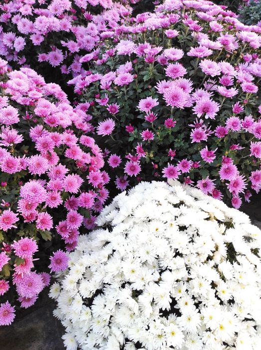 Chryzantema drobnokwiatowa