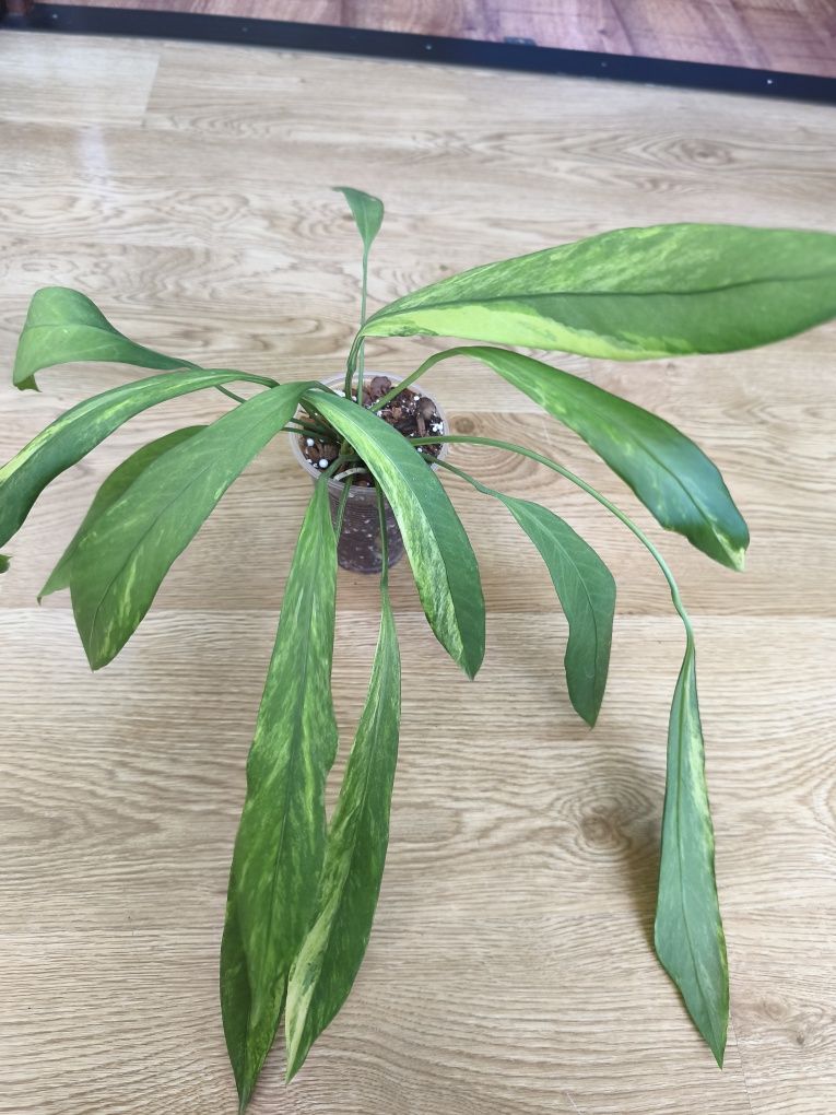Антуріум Vittarifolium variegata