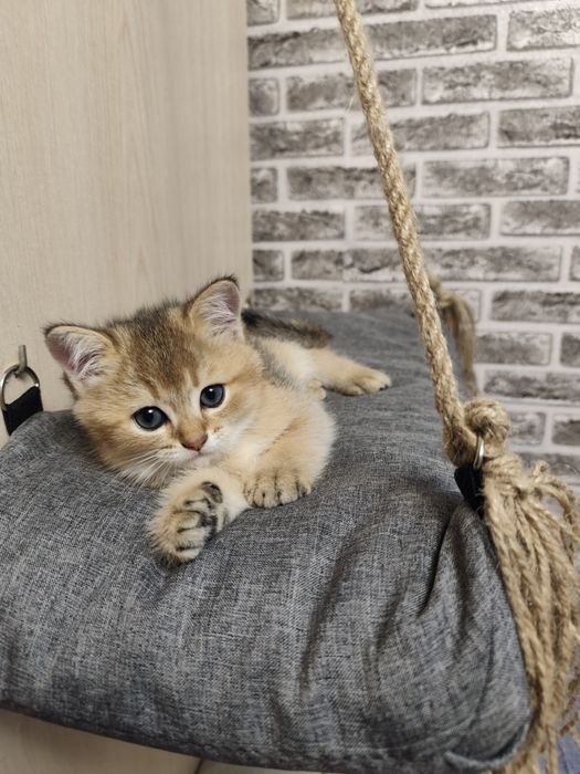 Британський золотий хлопчик